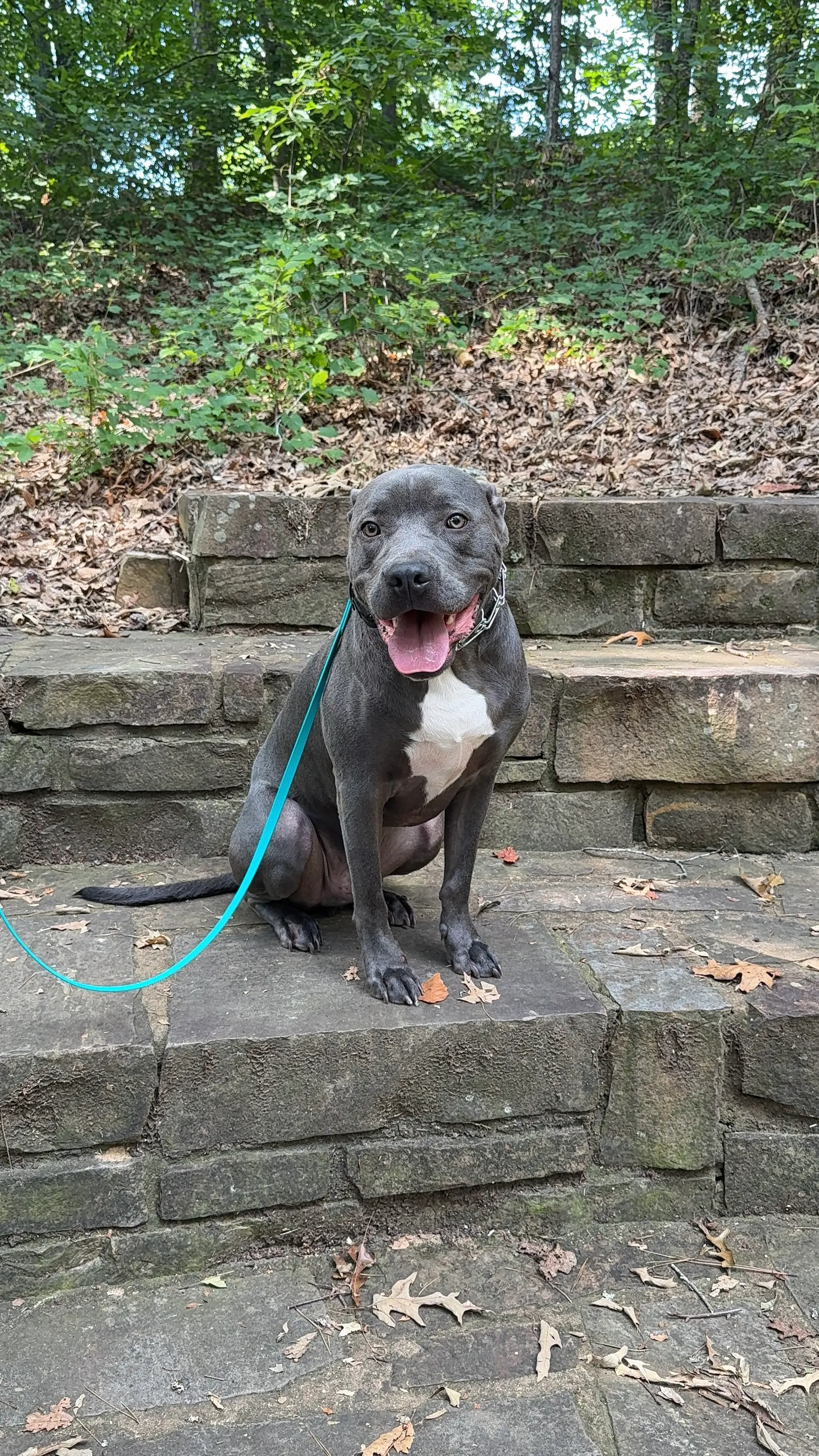 Pet sitting and in-home animal care 4